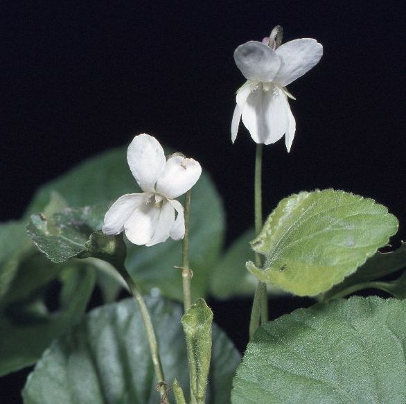 Violka vonná – ﬁalka voňavá (Viola odorata L., Violaceae)