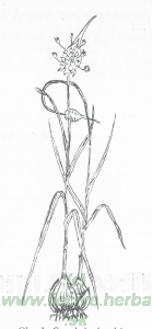 Allium sativum. Herba a M. Gajdošová